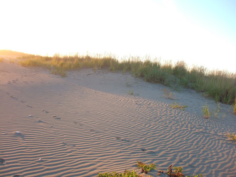 tideland campground copalis beach wa